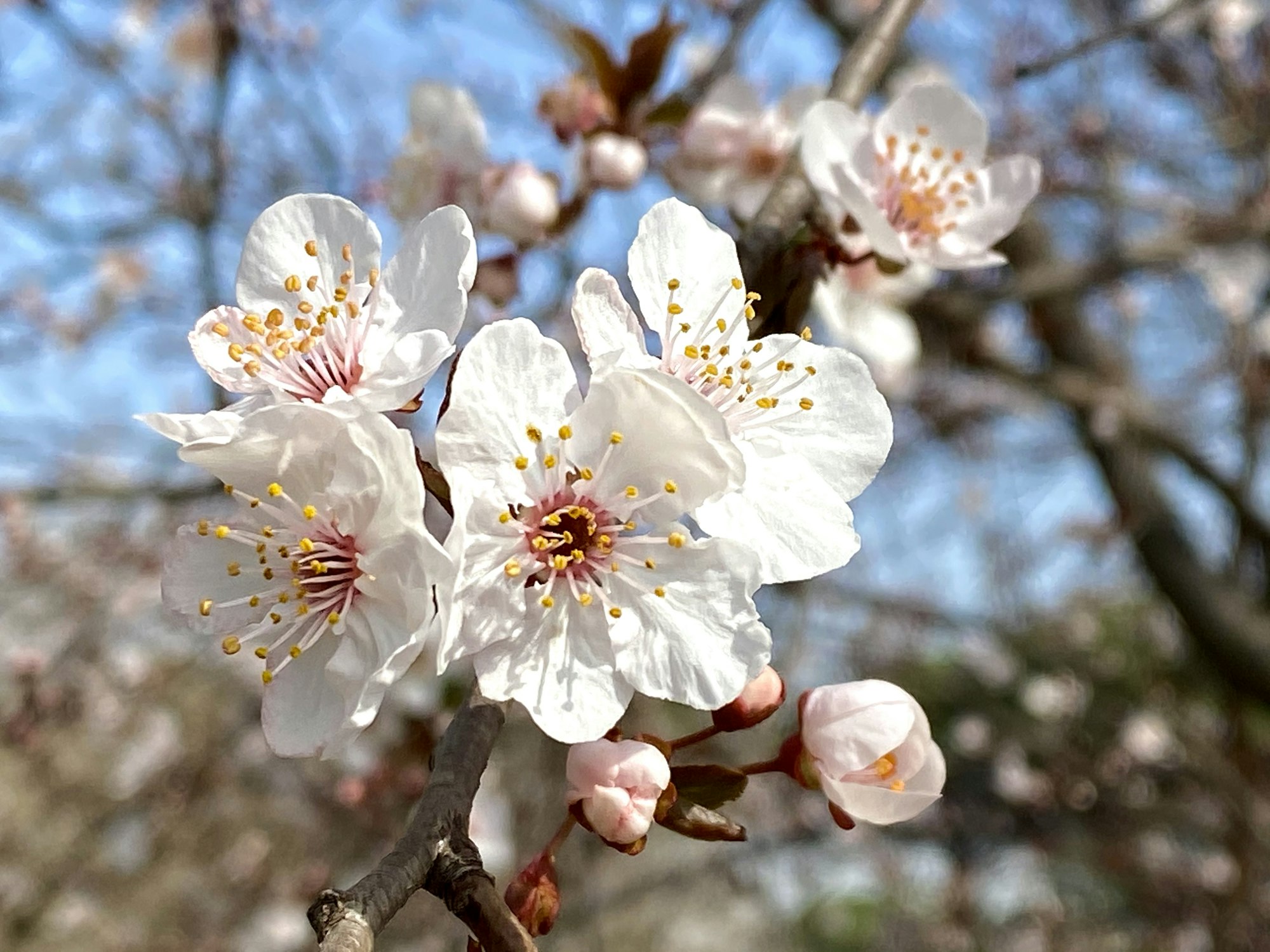 Weiße Kirschblüten vor blauem Himmel